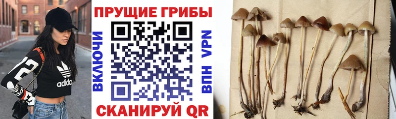 Галлюциногенные грибы мухоморы Костерёво